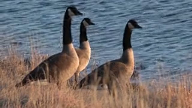 WESTMINSTER COLORADO-2015: Geese Looking Behind Tall Grass By A Piece Of Water