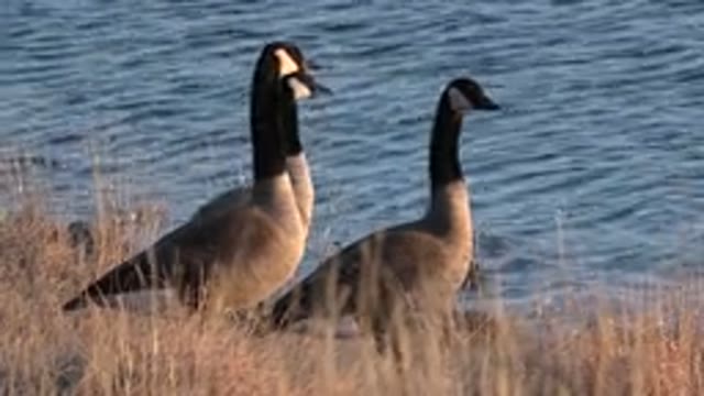WESTMINSTER COLORADO-2015: Birds By The Coast Watching The Flowing Water Pass By