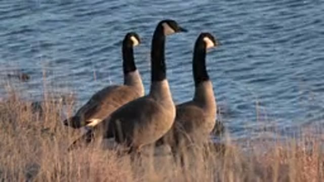 WESTMINSTER COLORADO-2015: Three Birds Relaxing By Waterside Of A Free Flowing River