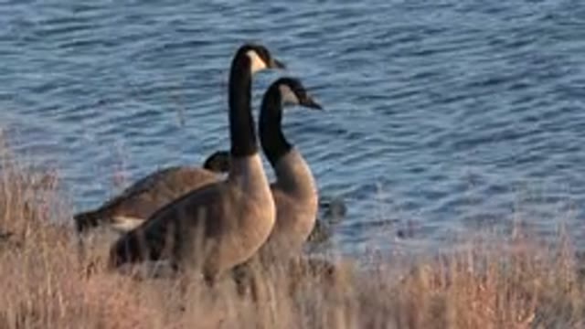 WESTMINSTER COLORADO-2015: Group Of Ducks Walking Through The Grass Near A Big River