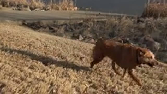WESTMINSTER COLORADO-2015: Wet Dog Shaking and Running Near River