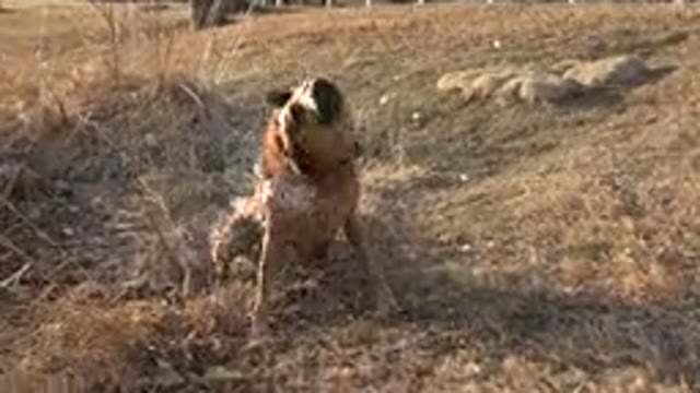 WESTMINSTER COLORADO-2015: A Happy Dog Lives Its Natural Life In A Big Field