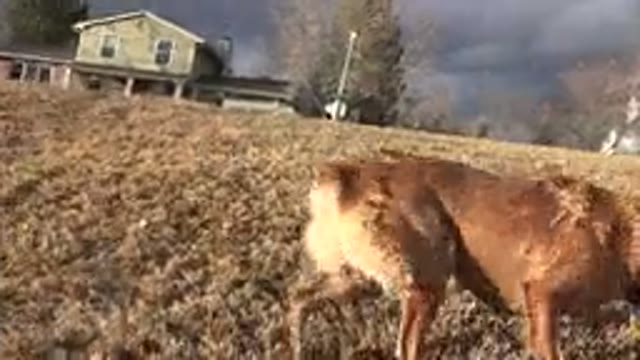 WESTMINSTER COLORADO-2015: Wet Dog Plays With Sticks And Runs After Shaking