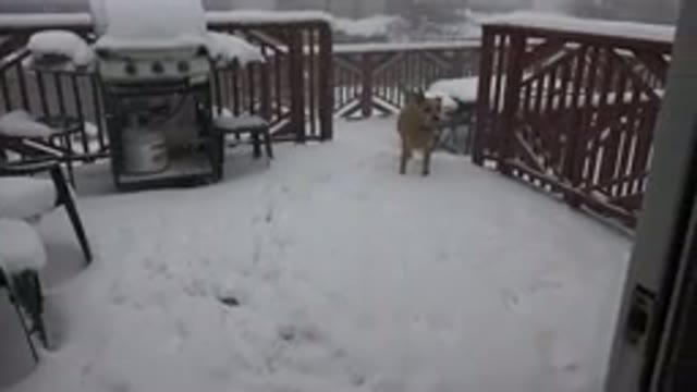 WESTMINSTER COLORADO-2015: Dog Walking Over Snow On A Wooden Terrace Or Porch