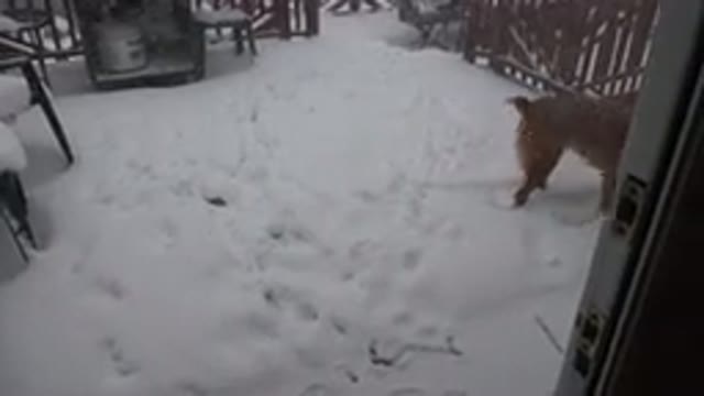 WESTMINSTER COLORADO-2015: Red Haired Dog Jumps Around And Plays In Backyard