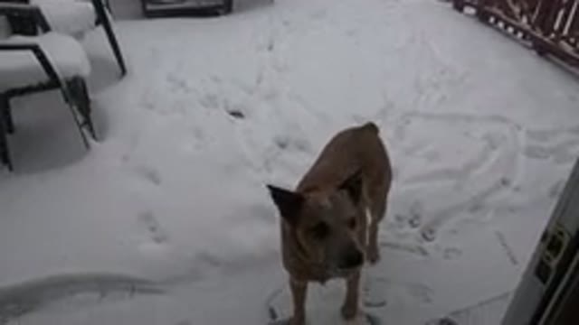 WESTMINSTER COLORADO-2015: Amazing Brown Dog On The Snow