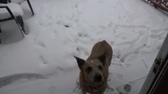 WESTMINSTER COLORADO-2015: Tan Colored Medium Sized Dog On Snow Covered Patio