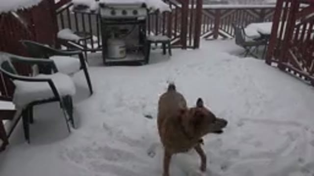 WESTMINSTER COLORADO-2015: A Backyard Filled With Snow And A Brown Dog Running