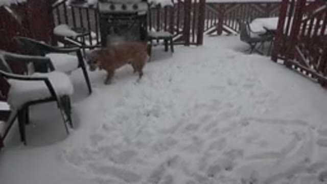 WESTMINSTER COLORADO-2015: A Medium Brown Dog Jumps Barks And Bites At The