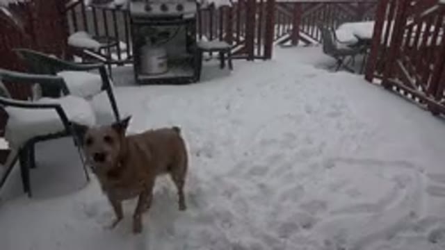 WESTMINSTER COLORADO-2015: Dog Barking at Camera in Snowy Yard