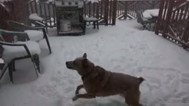 WESTMINSTER COLORADO-2015: Brown Dog Tries To Eat Falling Snow On A Cloudy Day