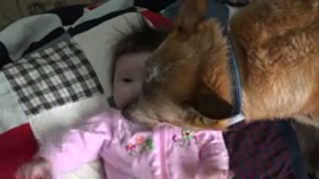 WESTMINSTER COLORADO-2015: Dog Plays With Kid and Licks Face on Bed