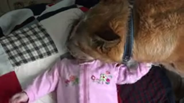 WESTMINSTER COLORADO-2015: A Baby In Pink Dress Is Playing With Dog While