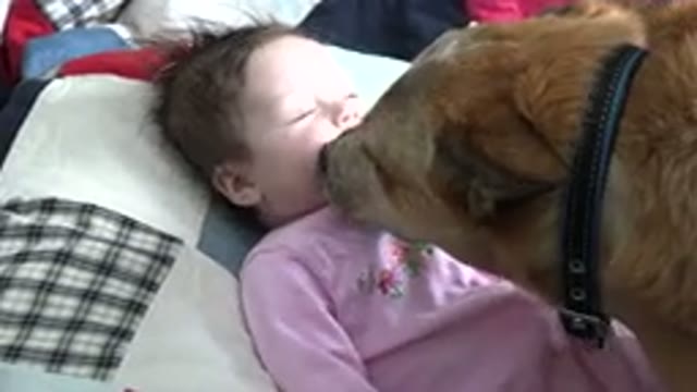 WESTMINSTER COLORADO-2015: Brown Dog Licks Face of Infant Wearing Pink Sleeper