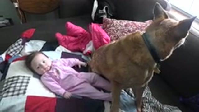 WESTMINSTER COLORADO-2015: Brown Dog Sits Near Infant Wearing Pink Sleeper Lying on Quilt