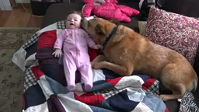 WESTMINSTER COLORADO-2015: Dog Sitting On A Couch With A Baby And Interacting