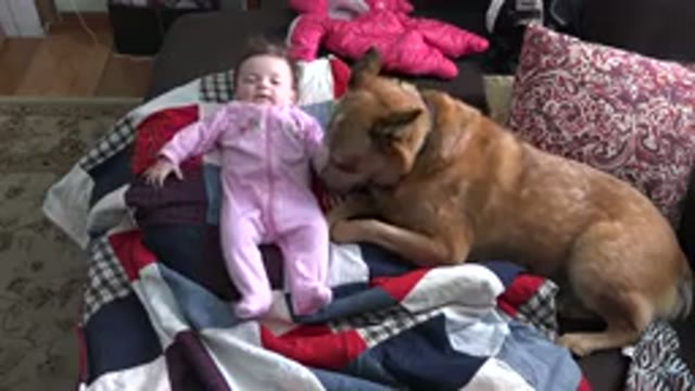 WESTMINSTER COLORADO-2015: A Baby in Pink Dress Playing With Dog