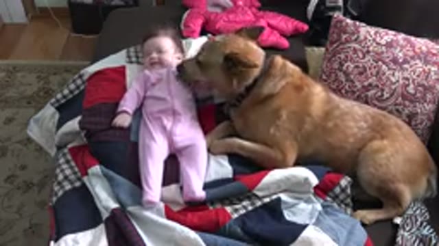 WESTMINSTER COLORADO-2015: A Big Dog Sniffs A Baby Wearing A Pink Outfit On A Colorful Quilt