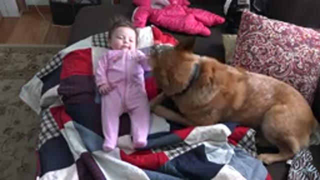 WESTMINSTER COLORADO-2015: A Dog And A Baby Relaxing Happily On A Couch