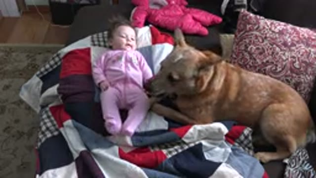 WESTMINSTER COLORADO-2015: Baby Dog Licking Collar on Sofa with Toys and Cushions