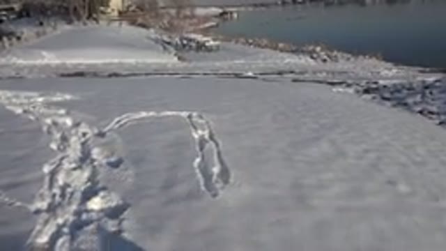 WESTMINSTER COLORADO-2015: Dog Running In The Snow Near The Lake During Winter