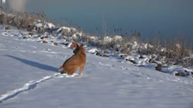 WESTMINSTER COLORADO-2015: Amazing Brown Dog Running Through the Snow