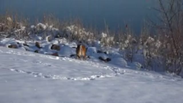 WESTMINSTER COLORADO-2015: A Chubby Dog Exploring a Snowy Territory