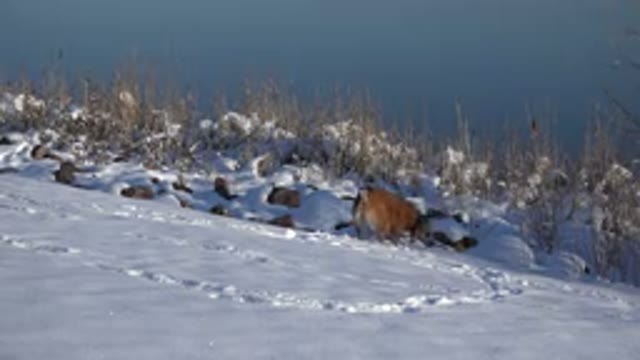 WESTMINSTER COLORADO-2015: Brown Dog Walking In The Snow Seems To Be Looking For