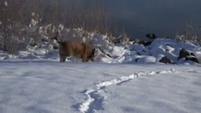 WESTMINSTER COLORADO-2015: Tan Colored Medium Sized Dog Sniffs Snow Then Runs