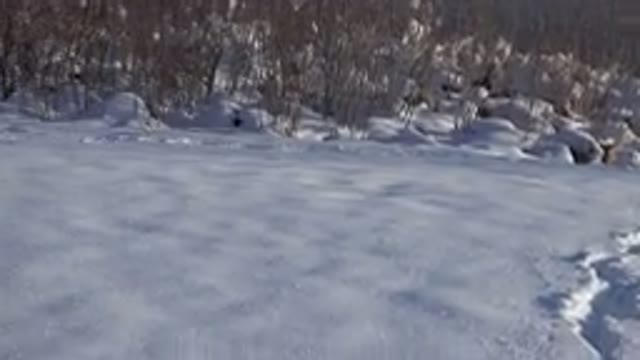 WESTMINSTER COLORADO-2015: Dog Hunting In The Snow With A Little Solitude Home