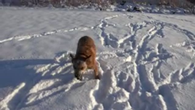 WESTMINSTER COLORADO-2015: A Brown Dog Standing On The Snow With Her Paws Deep