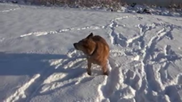 WESTMINSTER COLORADO-2015: Playful Brown Dog Runs Through Fresh Snow Near Lake