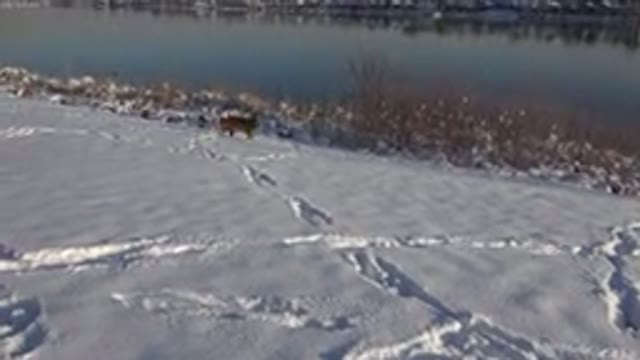 WESTMINSTER COLORADO-2015: Inquisitive Dog Frolics Through Snow Near Lake