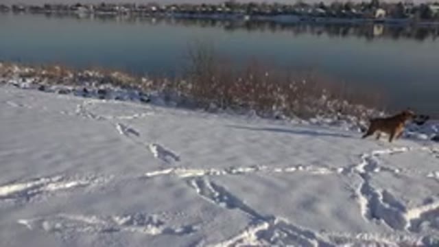 WESTMINSTER COLORADO-2015: Dog Barking By Riverbank Amid Backdrop Of Snow