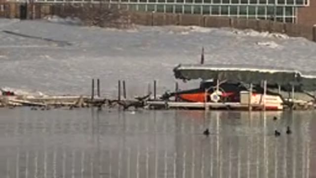 WESTMINSTER COLORADO-2015: Ducks Around Lake With Boats In The Background