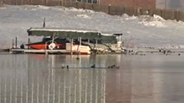 WESTMINSTER COLORADO-2015: Group of Birds Swimming in Lake on Cold Snowy Day