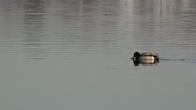 WESTMINSTER COLORADO-2015: Duck Swimming Across A Pond In The Day