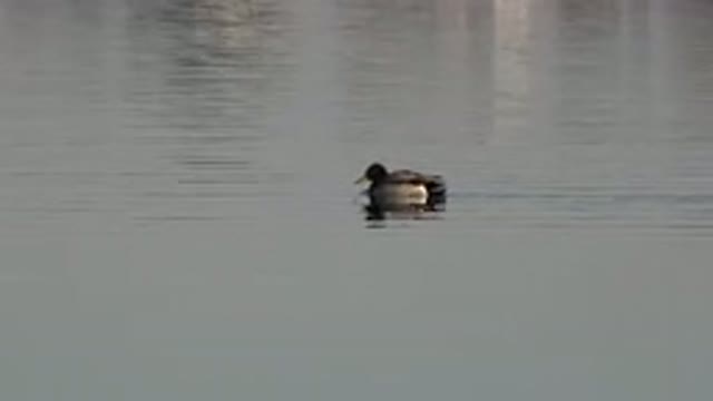 WESTMINSTER COLORADO-2015: Lone Duck Swimming In Water On A Clear Day