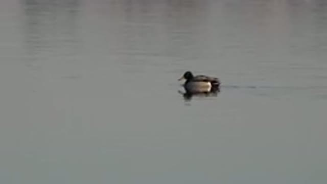 WESTMINSTER COLORADO-2015: Lone Duck Swimming In Calm Water On A Clear Day
