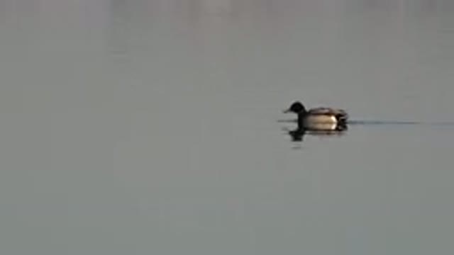 WESTMINSTER COLORADO-2015: Black Duck With Yellow Beak And White Body Swimming