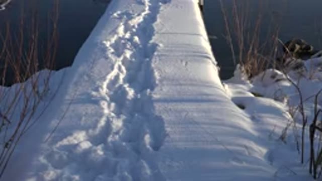 WESTMINSTER COLORADO-2015: Amazing Brown Dog Run On The Snow