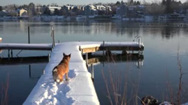 WESTMINSTER COLORADO-2015: Brown Dog Runs On Snow Covered Pier On A Sunny Day