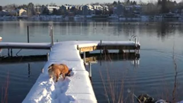 WESTMINSTER COLORADO-2015: Dock On A Lake Covered In Snow On The Winter