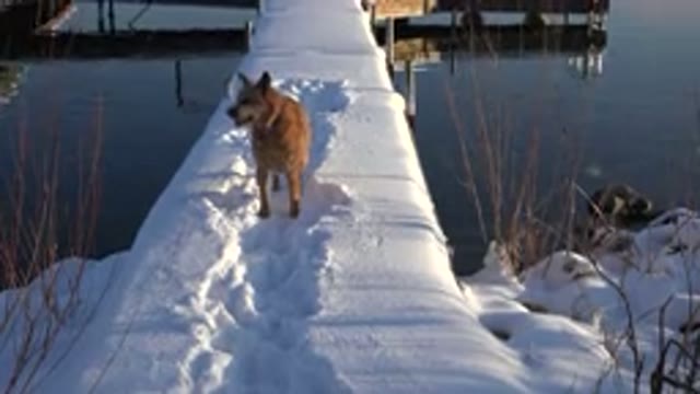WESTMINSTER COLORADO-2015: Eager Dog In Disbelief Of The Snowy Accumulation On Dock