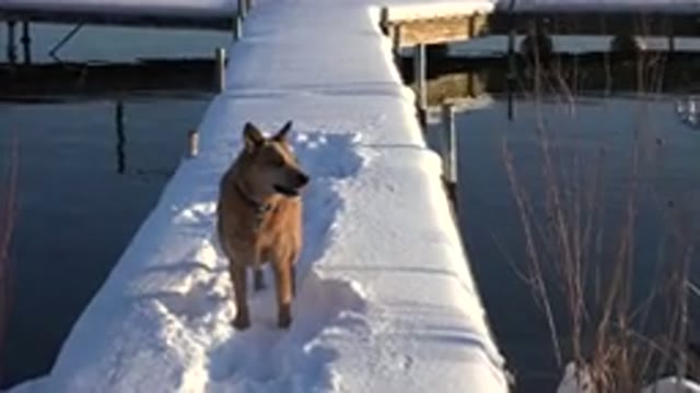 WESTMINSTER COLORADO-2015: A Brown Dog Standing on Snow-Covered Bridge