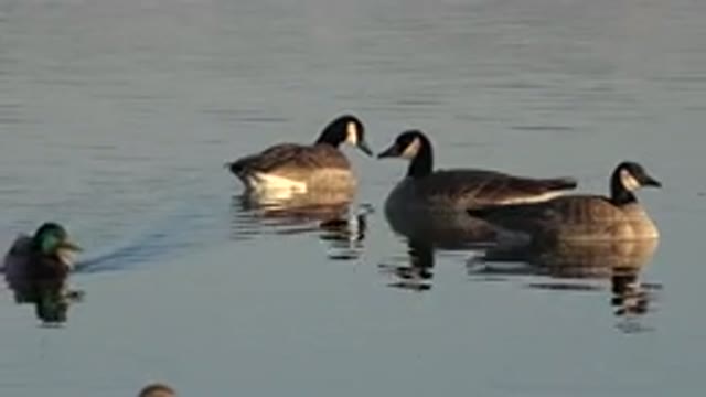 WESTMINSTER COLORADO-2015: Ducks In Water Day Time