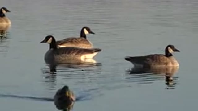 WESTMINSTER COLORADO-2015: A Group of Geese Gliding on Calm Water