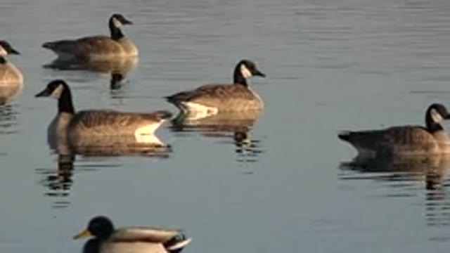 WESTMINSTER COLORADO-2015: Geese Swimming In Calm Water On A Sunny Day