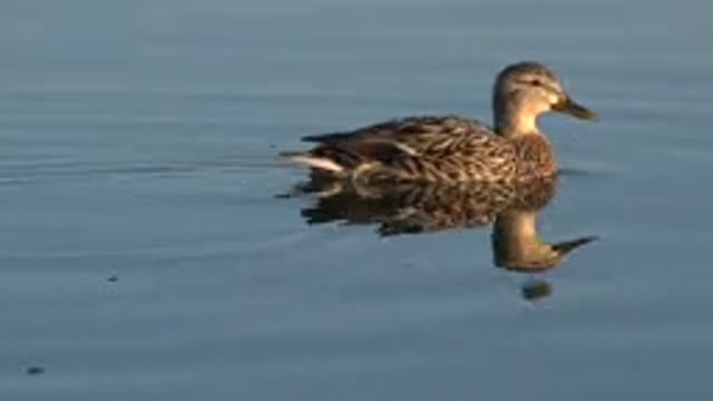 WESTMINSTER COLORADO-2015: Brown Duck Swimming In Water On A Clear Day