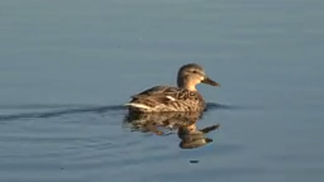 WESTMINSTER COLORADO-2015: A Brown Duck Swimming In The Water And Creating A